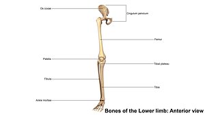 lower limbs 3d model