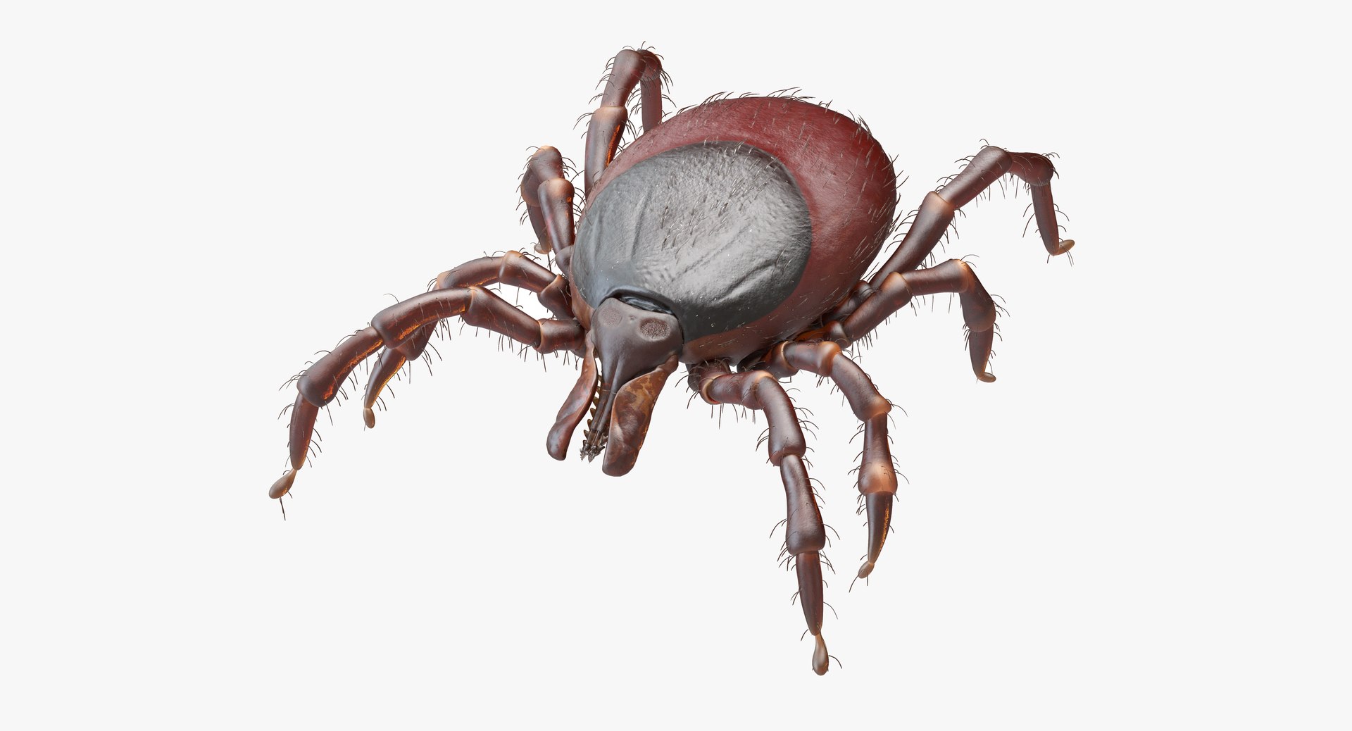 Tick Bite Animation Model - TurboSquid 1392381
