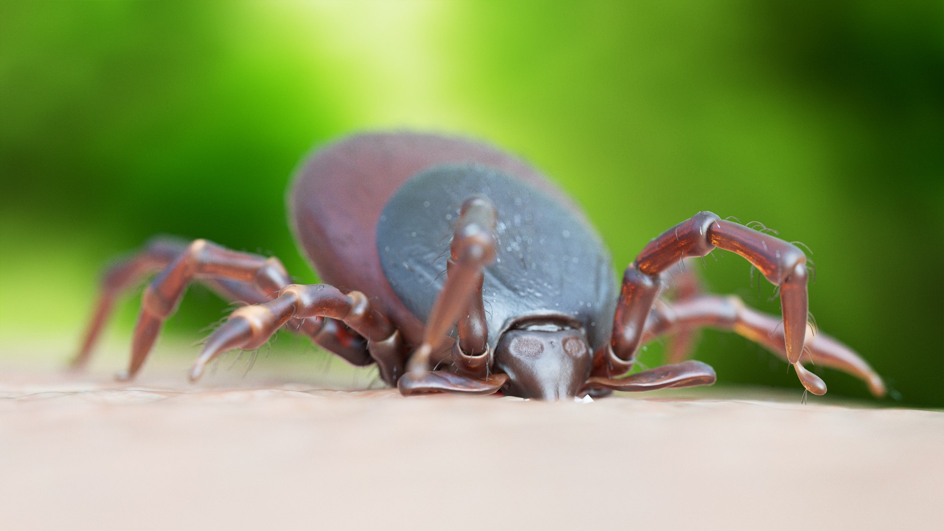 Tick Bite Animation Model - TurboSquid 1392381