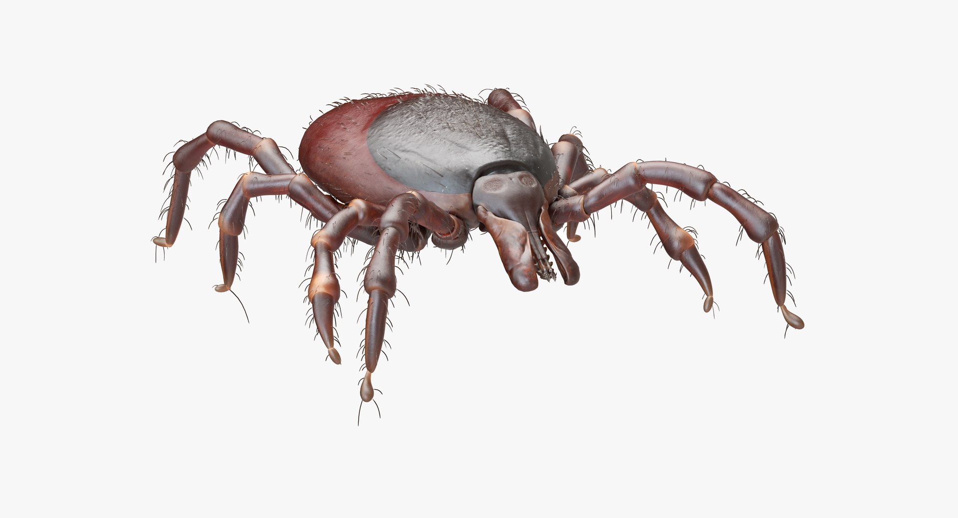 Tick Bite Animation Model - TurboSquid 1392381
