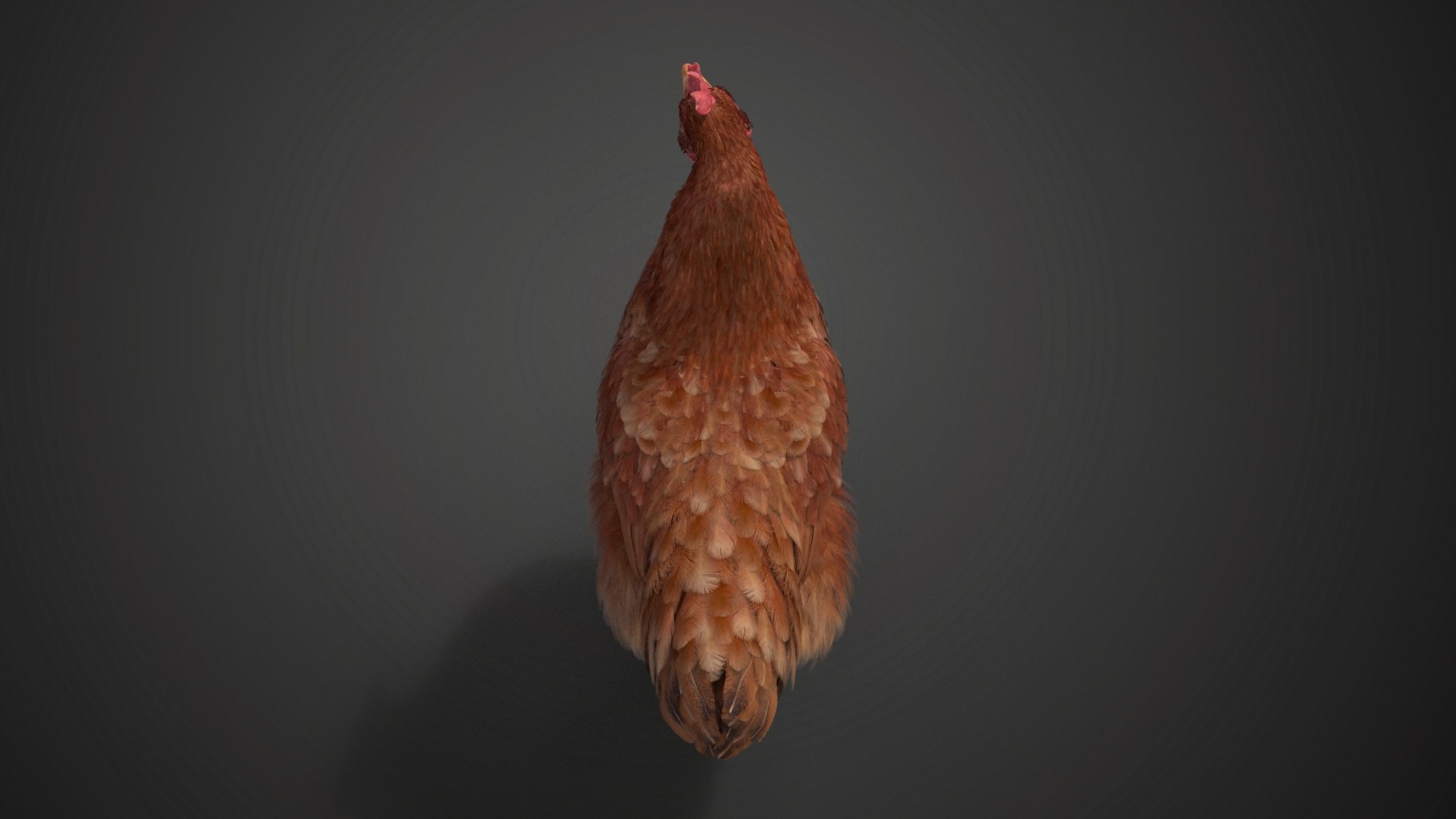 3D model Red Hen Animated https://p.turbosquid.com/ts-thumb/gH/KoEdWR/XP/jf0l629a2_redhen_effectmap06/jpg/1685775047/1920x1080/fit_q87/7134ea97f759b38bc6313056846a91f9f3210fcd/jf0l629a2_redhen_effectmap06.jpg