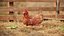 Gallina Rossa Animata