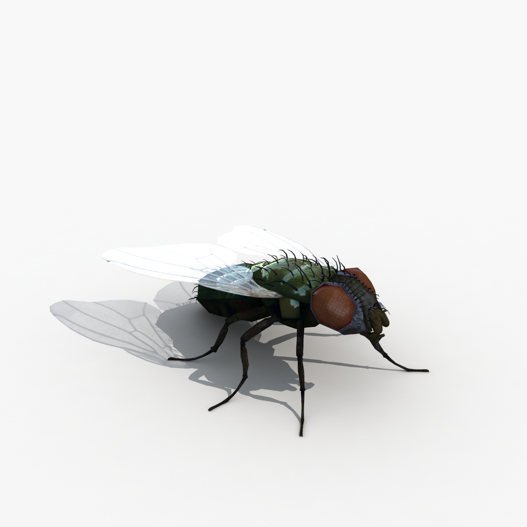 Rigged Fly Max