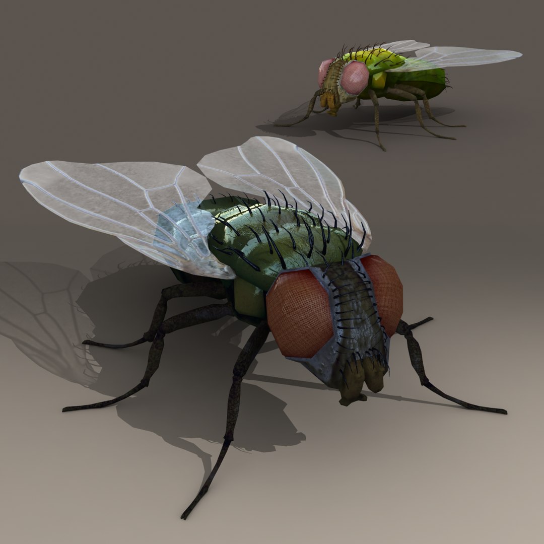 Rigged Fly Max