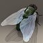 rigged fly max