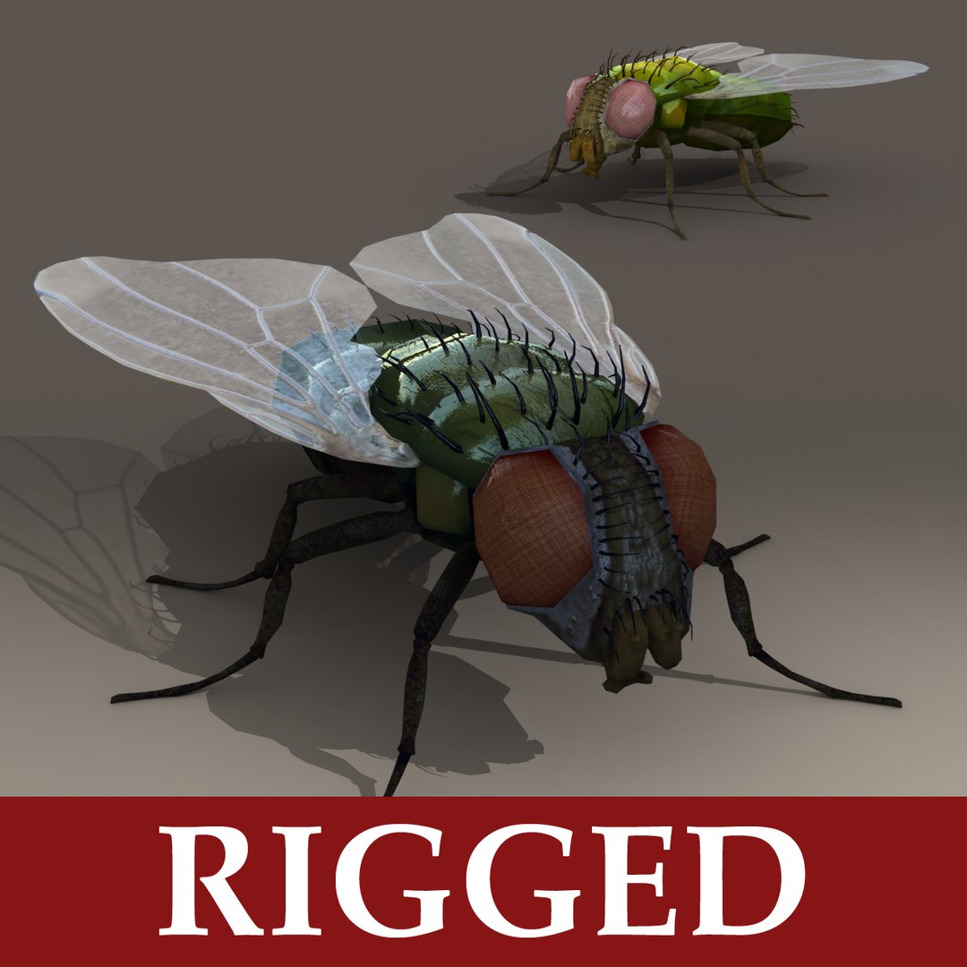 rigged fly max https://p.turbosquid.com/ts-thumb/gH/KwTEsL/OUVaI42Q/a_rigged/png/1296622260/1920x1080/fit_q87/04ca6404650cec3108a7397362e8da3e515f8cda/a_rigged.jpg