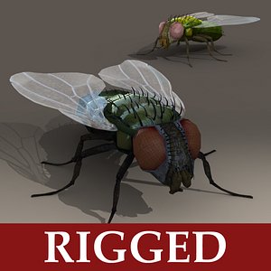 Fly - Rigged