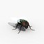 rigged fly max