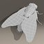 rigged fly max