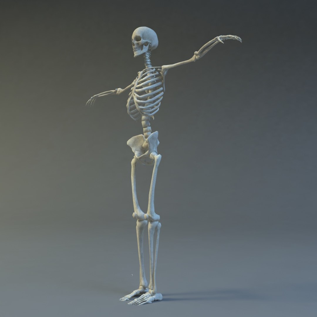 Skeleton 3d 3ds