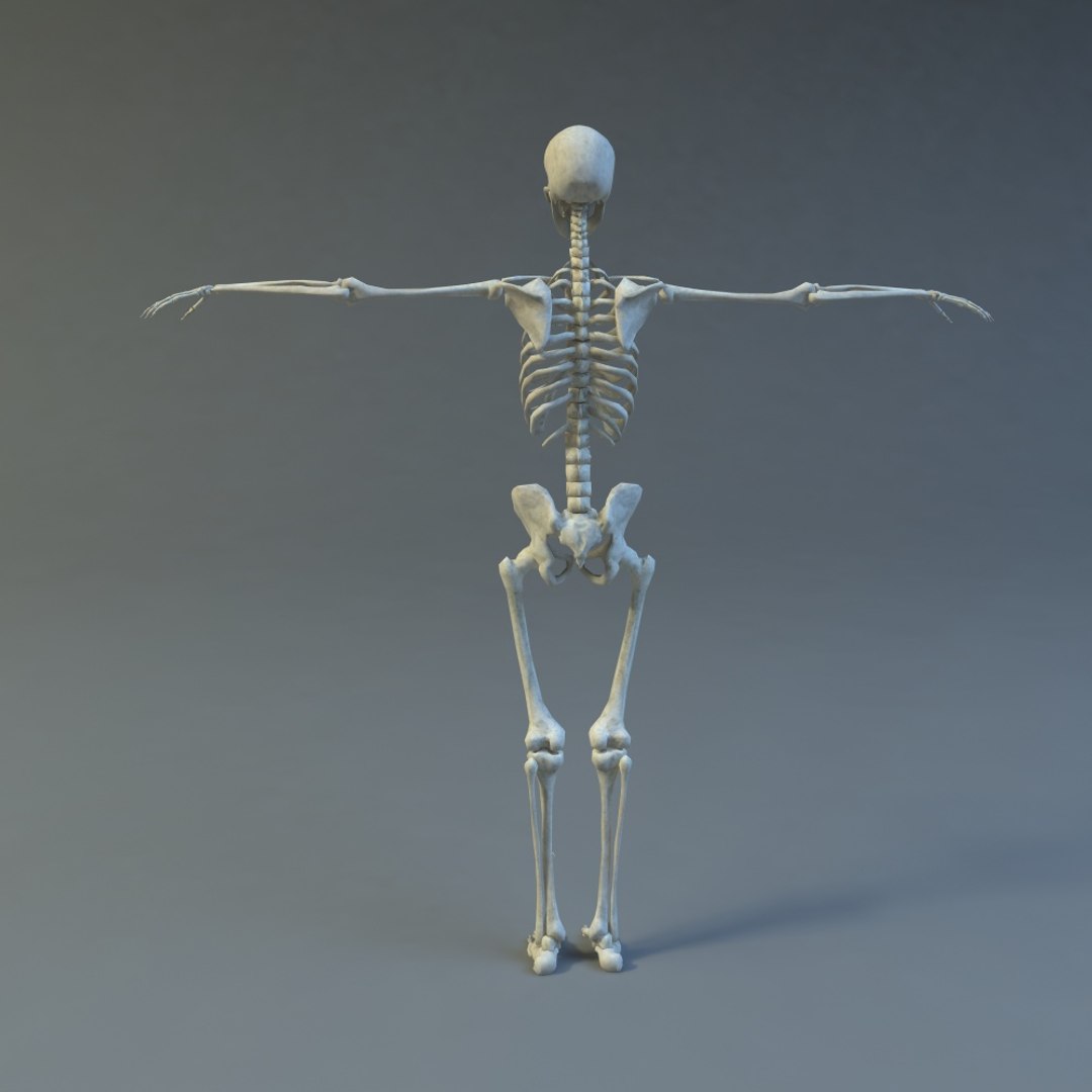 skeleton 3d 3ds