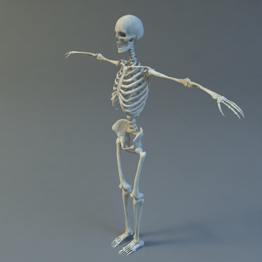 Skeleton 3d 3ds