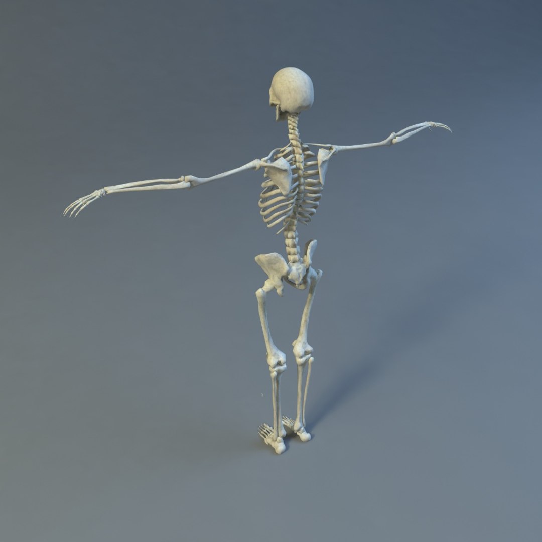 Skeleton 3d 3ds