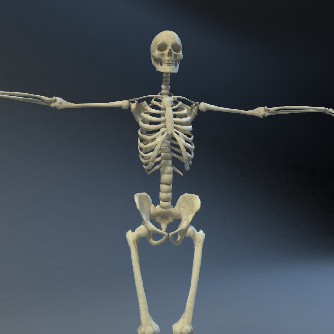 Skeleton 3d 3ds