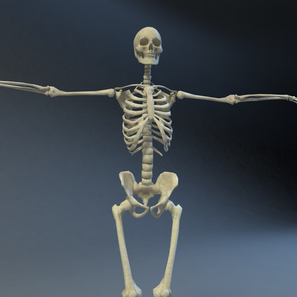 skeleton 3d 3ds