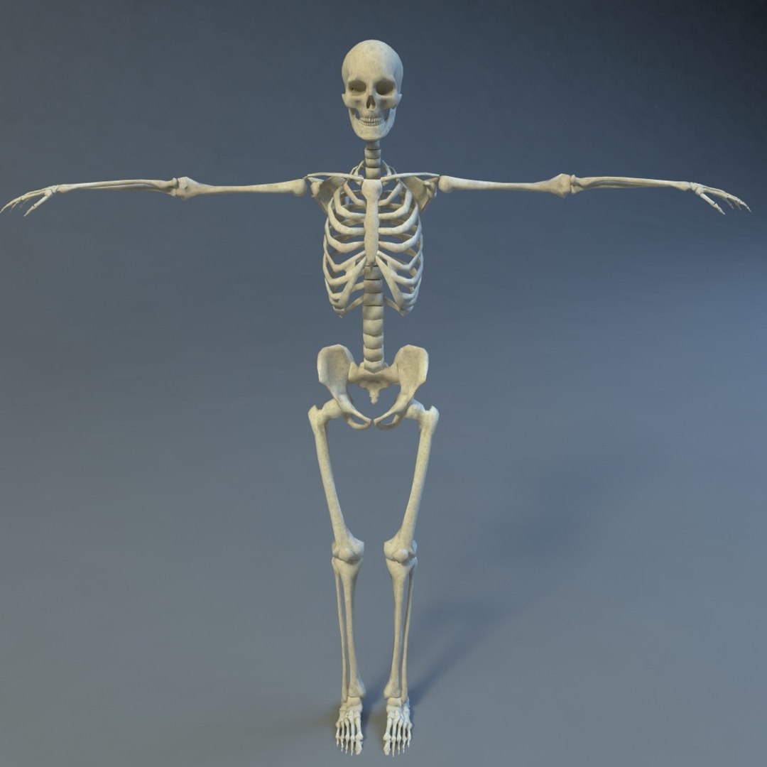 skeleton 3d 3ds