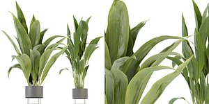 3D Collection plant vol 329 - blender