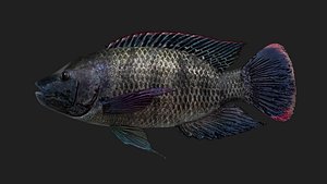 Cichlid