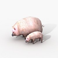 Pig