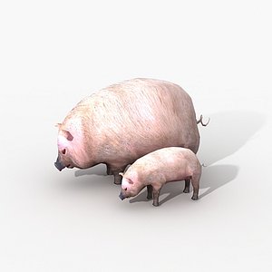 Pig
