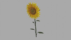 Sunflower OBJ 3D