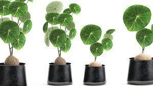 plants interior pots erecta 3D model