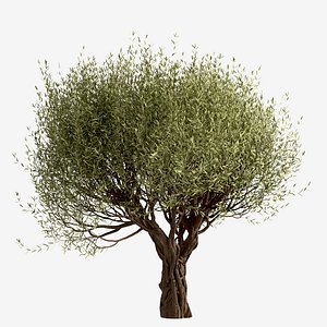 3D Set of Olive or Olea Europaea Trees - 2 Trees model