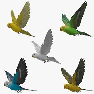 Budgerigars Collection