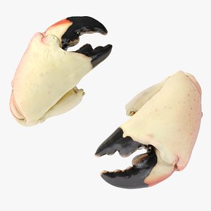 3D Crab Claws Stone Crab model