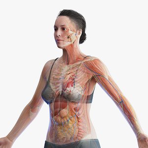 3D Complete Human Female Anatomy Set model