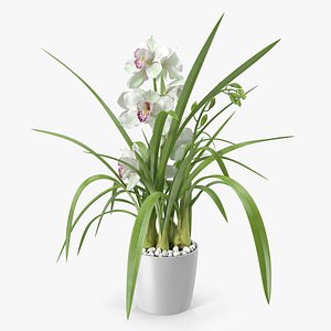 3D Orchid Pot White model