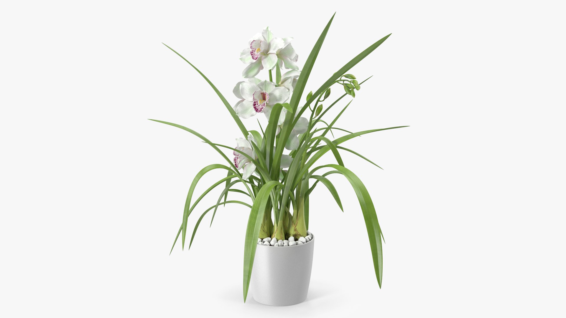 Orchid Pot White 3D model preview