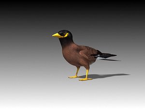 Maynah Bird