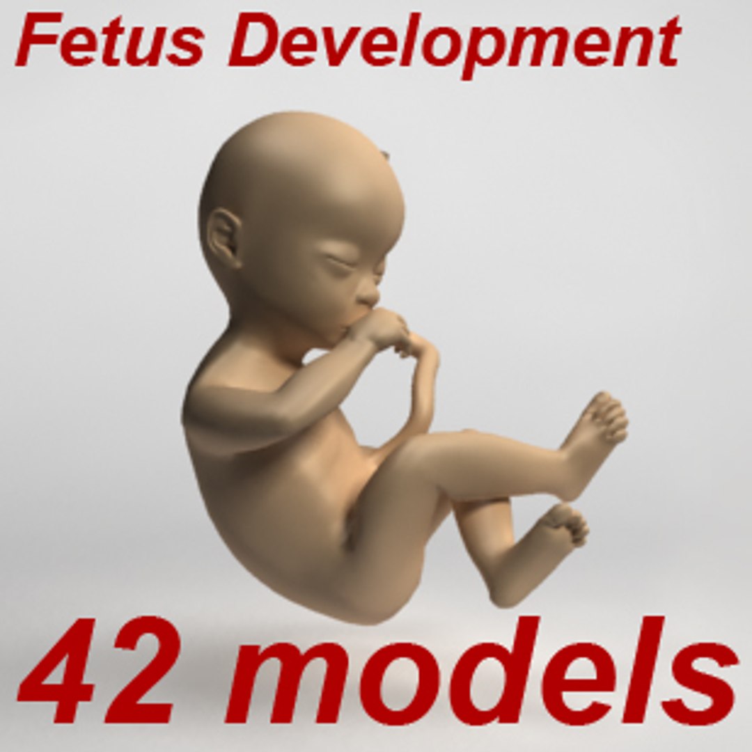 3d 42 fetus development ovary https://p.turbosquid.com/ts-thumb/gI/EPj9IQ/fBm2XmWB/logo/jpg/1301172118/1920x1080/fit_q87/705a997b68e0a665c6c8b26194a76852047358bc/logo.jpg