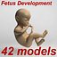 3d 42 fetus development ovary