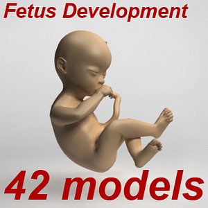 Fetus collection - 42 development stages from ovary to newborn