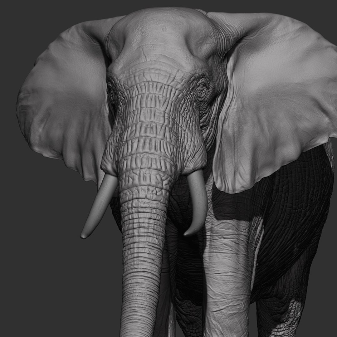 High Detail African Elephant Sculpt D Model Turbosquid