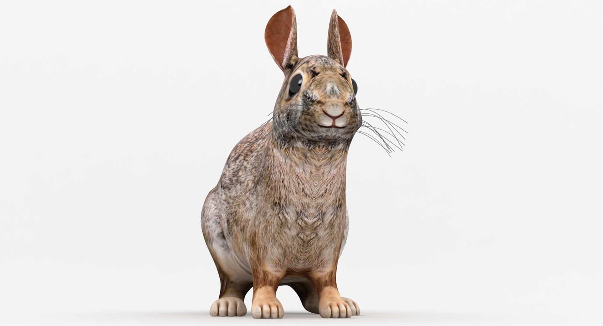 Realistic Rabbit 3D Model - TurboSquid 1307932