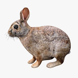 realistic rabbit 3D model