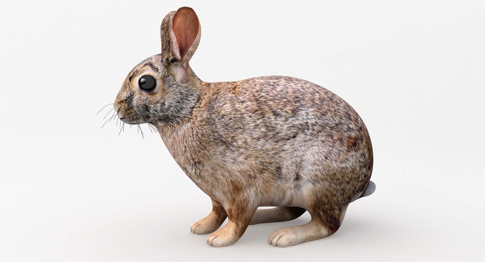 Realistic Rabbit 3D Model - TurboSquid 1307932