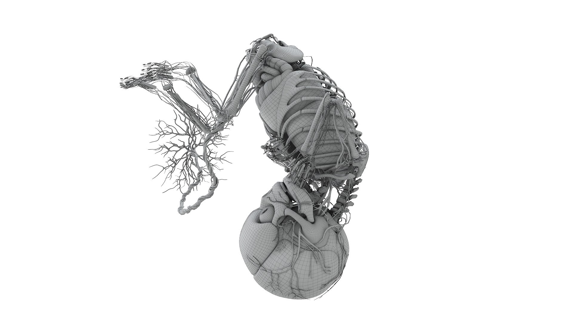 3D Fetus Anatomy Week 37 Animated - TurboSquid 1794032