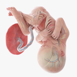 3D Fetus Anatomy Week 37 Animated