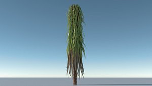 palm tree 3D