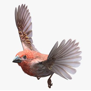 House Finch