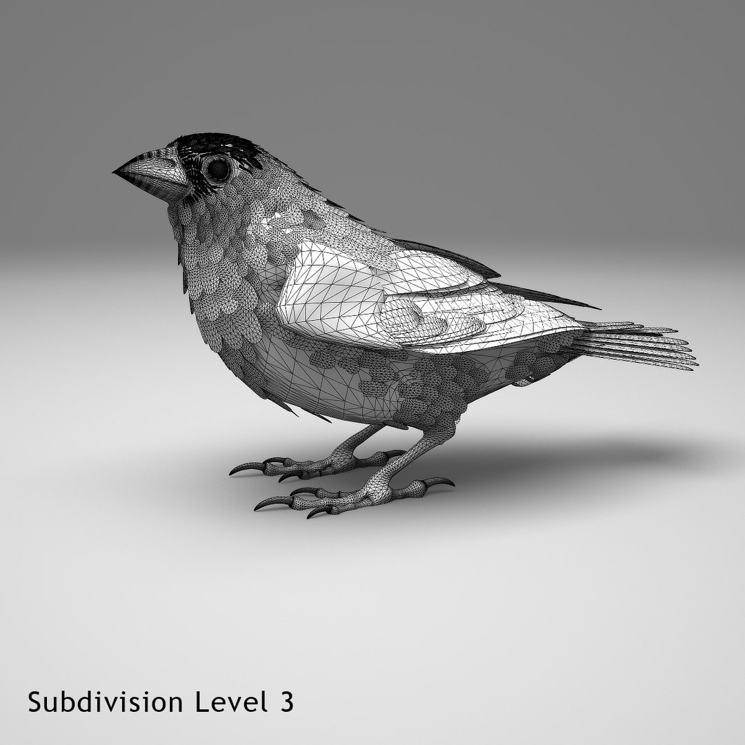 3d house finch model https://p.turbosquid.com/ts-thumb/gI/j8XoFT/A1ih6QUD/hfinchsingelsb10/jpg/1411503219/1920x1080/fit_q87/8c0ddbad38932d69ff8b9dea3ab34c5937c4eaae/hfinchsingelsb10.jpg