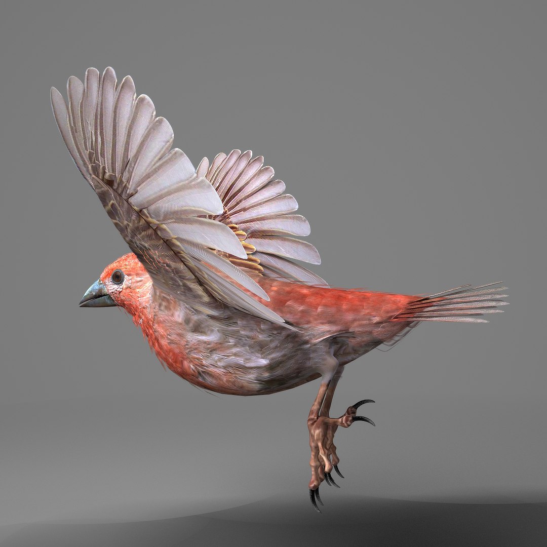 Finch 3d. Chikadee bird rig model. Finch 3d. Finch 3d. Finch 3d.