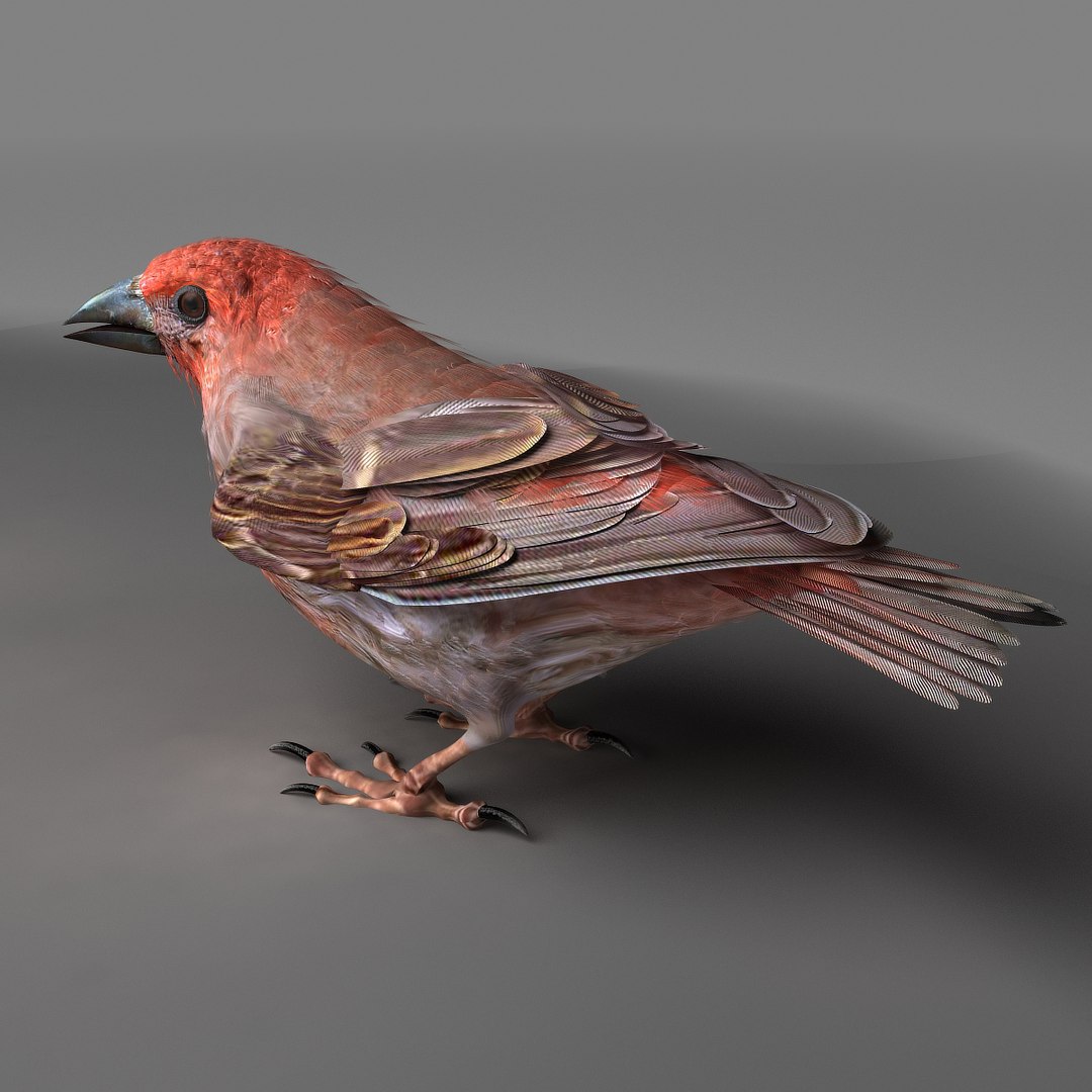 3d house finch model https://p.turbosquid.com/ts-thumb/gI/j8XoFT/V7kG8vYP/hfinchsingelsb08/jpg/1411503219/1920x1080/fit_q87/ee1dc60e462c4f3af480fed1a0b9cb2b996b1761/hfinchsingelsb08.jpg