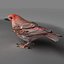 House Finch