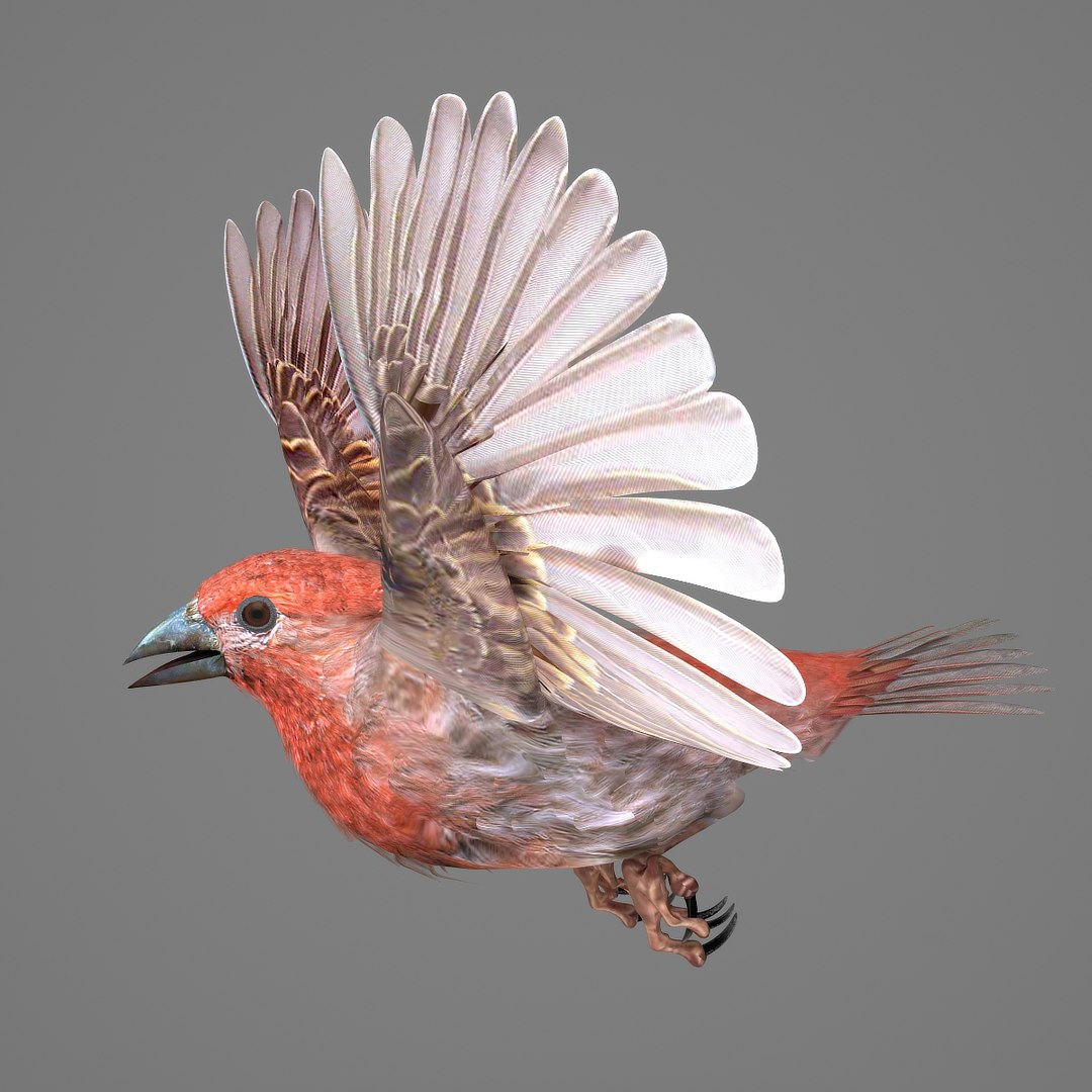 3d house finch model https://p.turbosquid.com/ts-thumb/gI/j8XoFT/h2r2NsqG/hfinchsingelsb02/jpg/1411503219/1920x1080/fit_q87/112e9e2777c71df9ab10afae99e3d9a6fe34ad9d/hfinchsingelsb02.jpg