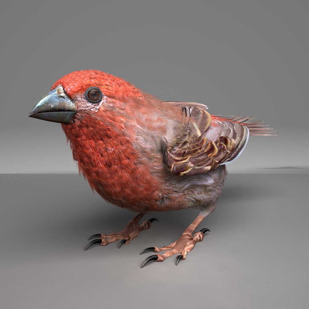 3d house finch model https://p.turbosquid.com/ts-thumb/gI/j8XoFT/ntiq7dbr/hfinchsingelsb05/jpg/1411503219/1920x1080/fit_q87/b7e36d1e3845f8f923b263eec44b56d0d9273506/hfinchsingelsb05.jpg